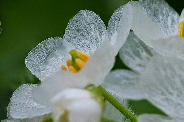 サンカヨウ 花びらが透明になる花 技術屋みやびまん